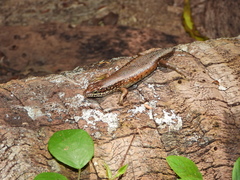 Trachylepis maculilabris