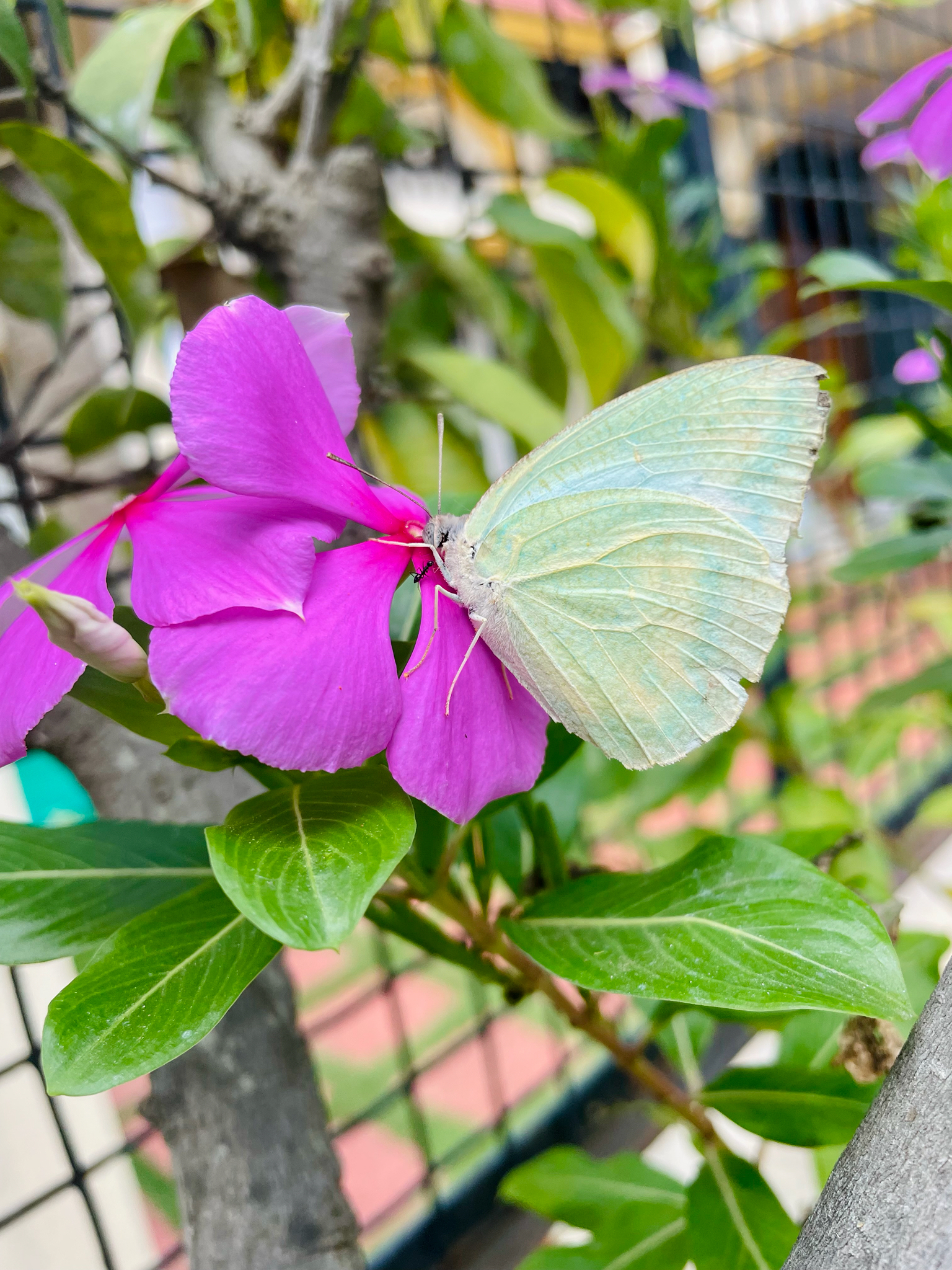 Mottled Emigrant