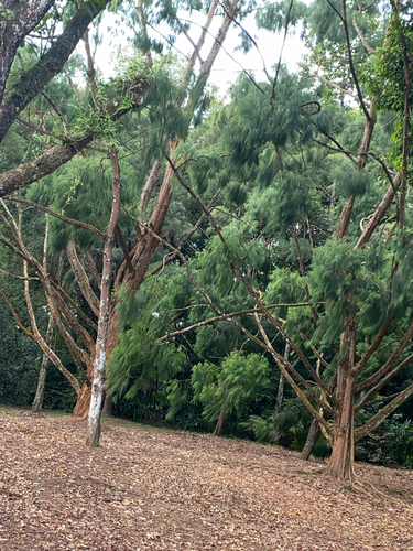Gymnostoma rumphianum observed 2025-06-24