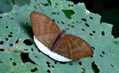 Tanaecia julii