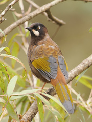 Black-Faced Laughingthrush photo 4