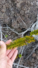 Polypodium pellucidum vulcanicum