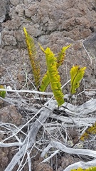 Polypodium pellucidum vulcanicum