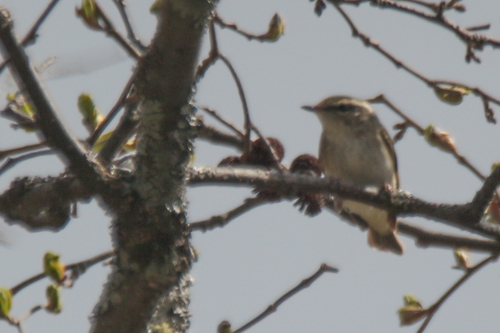 Sakhalin Leaf Warbler (Phylloscopus borealoides), photo 8
