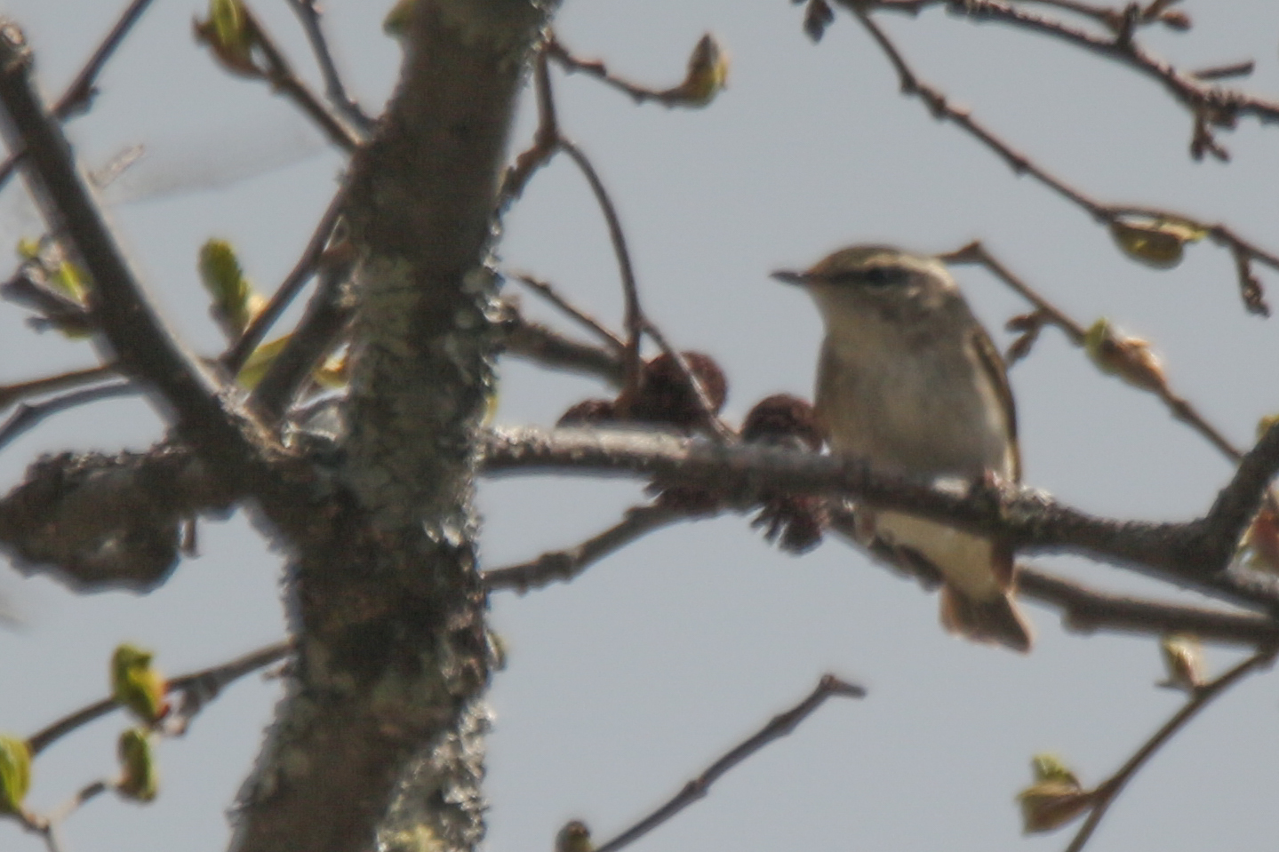 Sakhalin Leaf Warbler