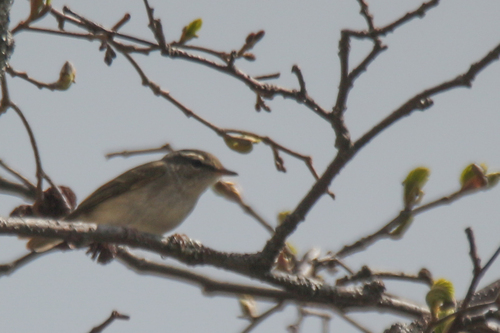 Sakhalin Leaf Warbler (Phylloscopus borealoides), photo 4
