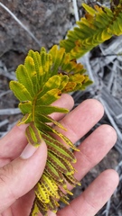 Polypodium pellucidum vulcanicum