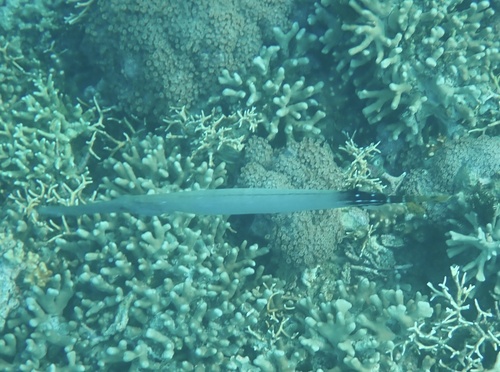 Pacific Trumpetfish (Aulostomus chinensis)