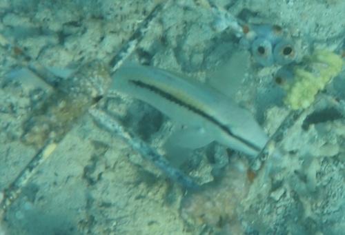 Dot-and-dash Goatfish (Parupeneus barberinus)