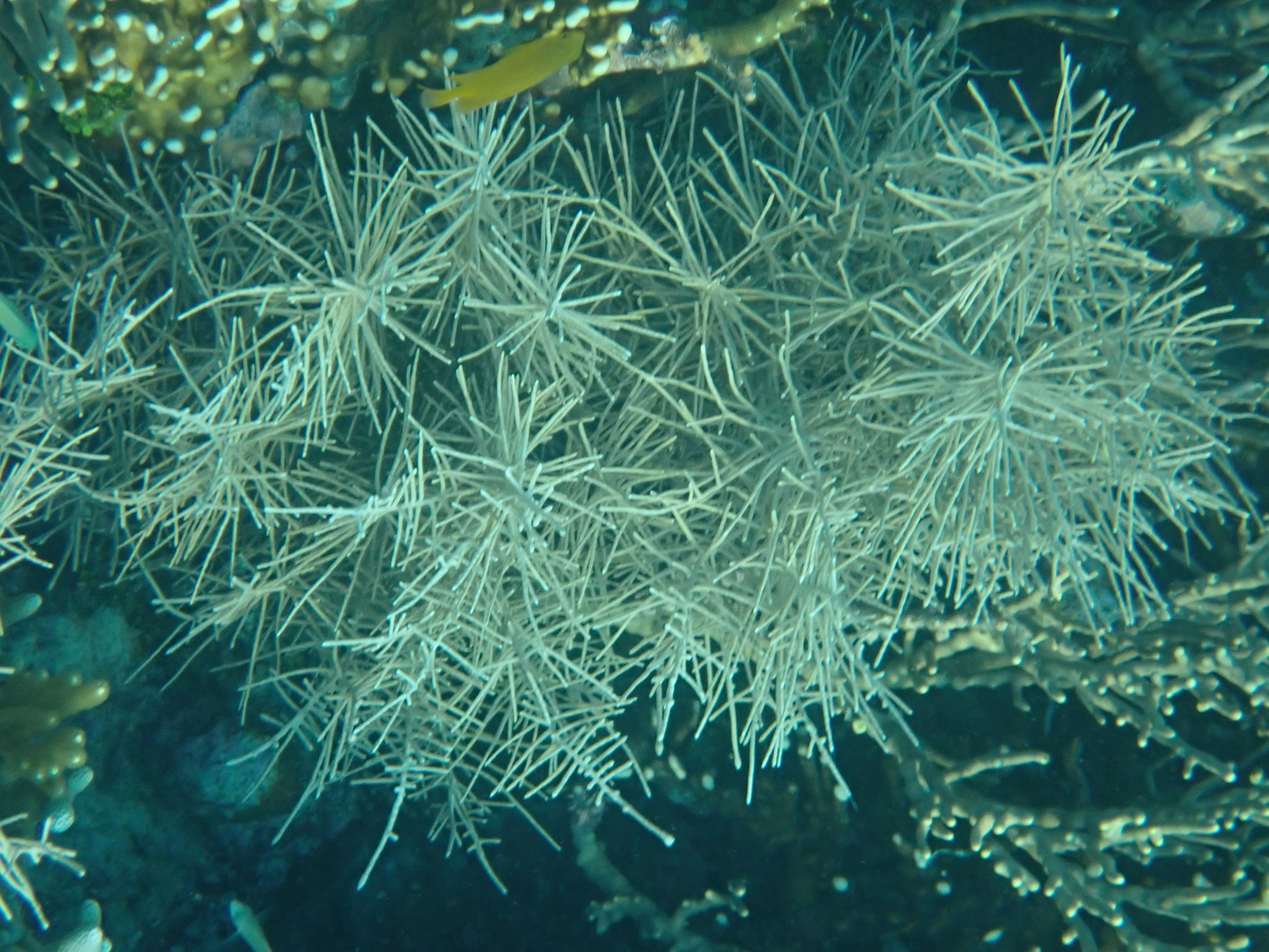 Pinnigorgia flava (Nutting, 1910)