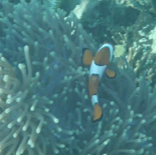 Ocellaris Anemonefish (Amphiprion ocellaris)