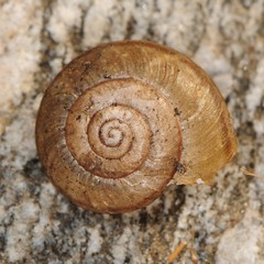 Helminthoglypta petricola