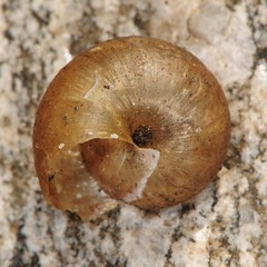 Helminthoglypta petricola