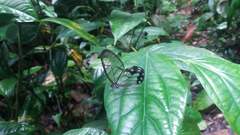 Pseudohaetera hypaesia