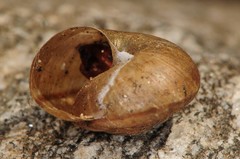 Helminthoglypta petricola