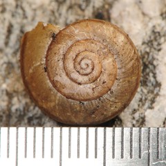 Helminthoglypta petricola
