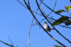 Polioptila bilineata