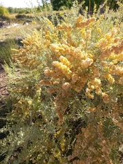 Atriplex canescens
