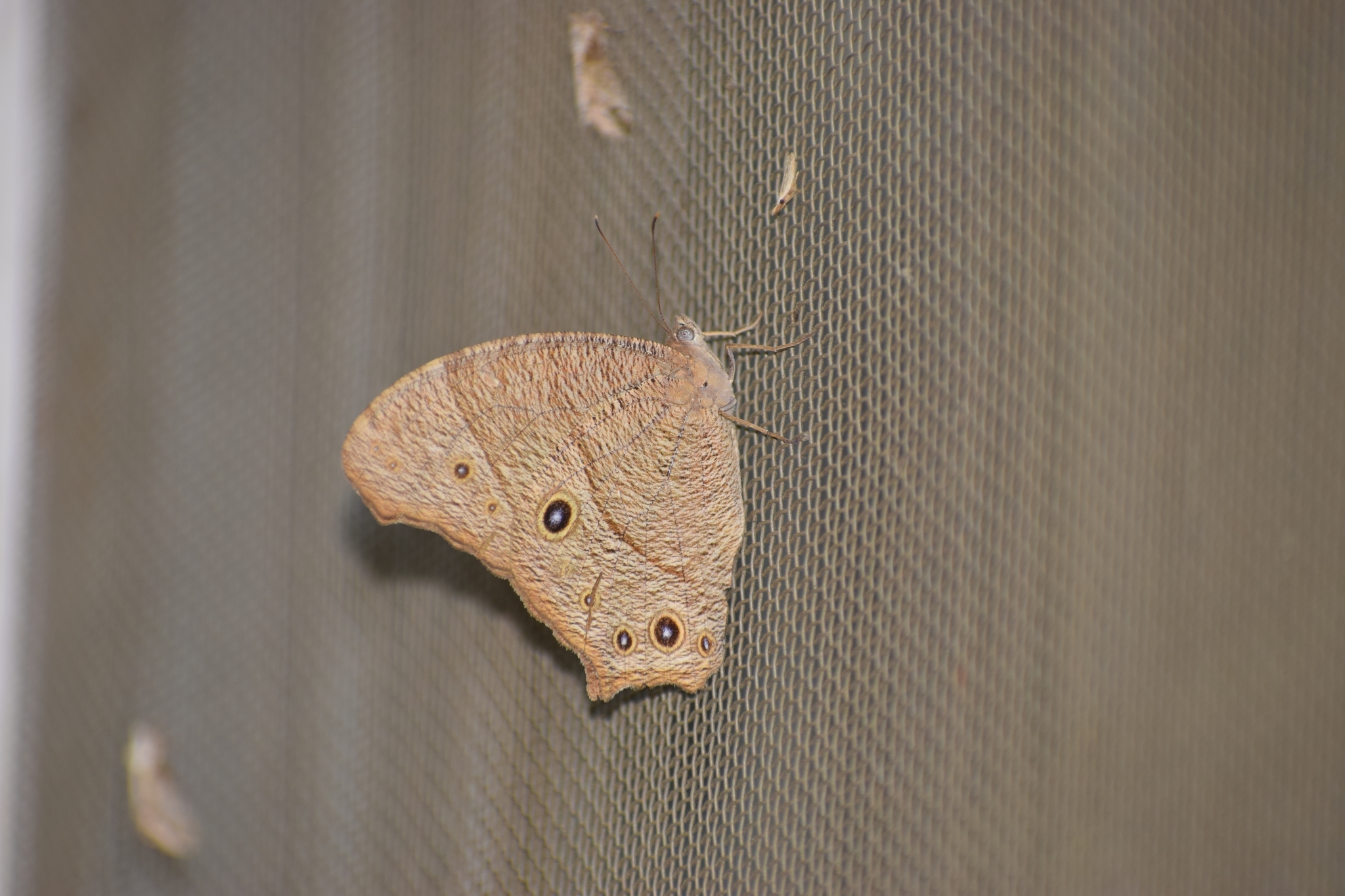 Common Evening Brown
