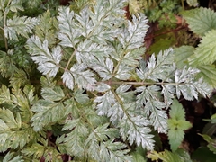 Erysiphe heraclei