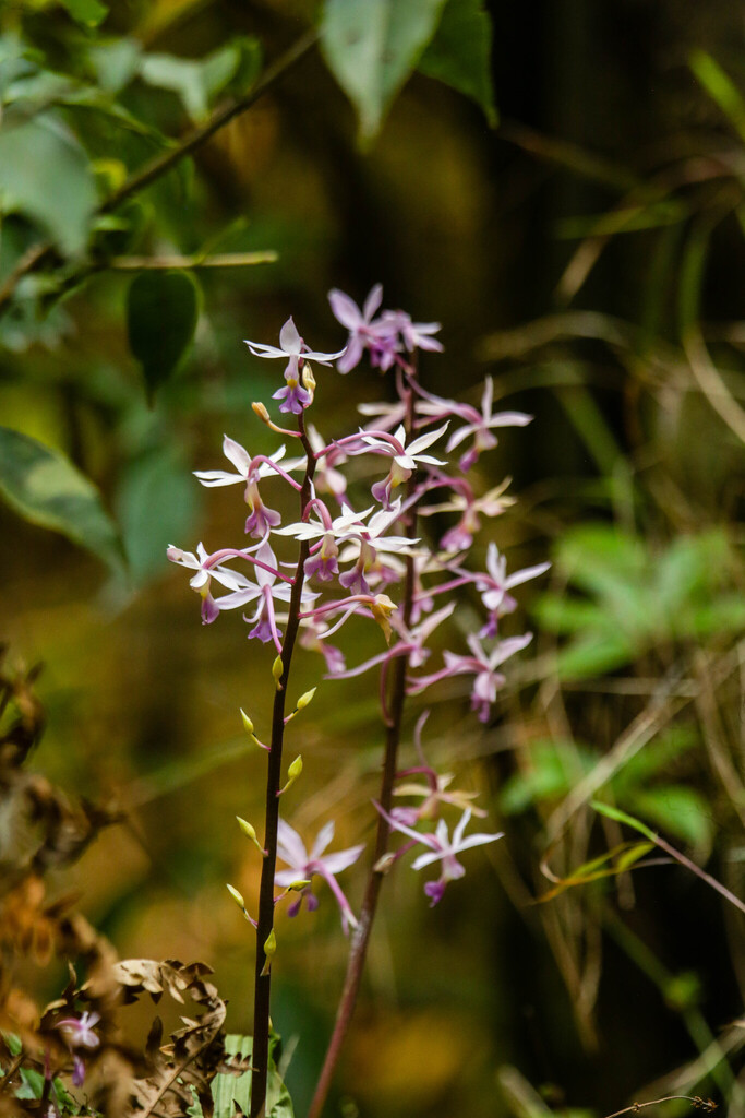 Calanthe plantaginea