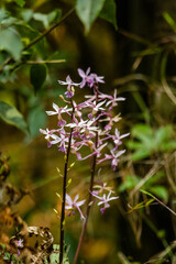 Plantain Calanthe (Calanthe plantaginea)