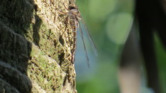 Gomphaeschna antilope