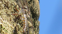 Gomphaeschna antilope