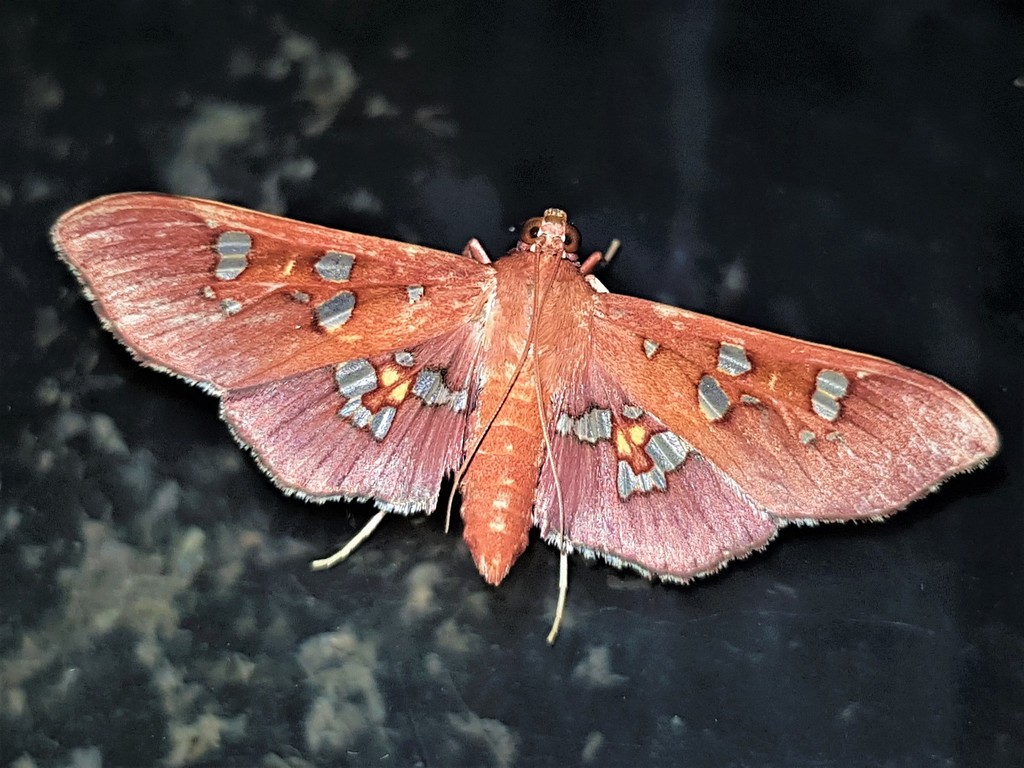 Phostria temira