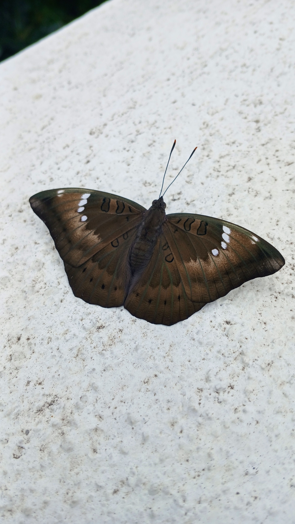 Common Baron