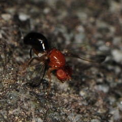 Mycetaulus costalis