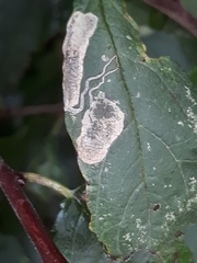 Stigmella plagicolella
