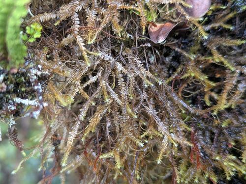 Chiastocaulon combinatum observed 2025-06-18