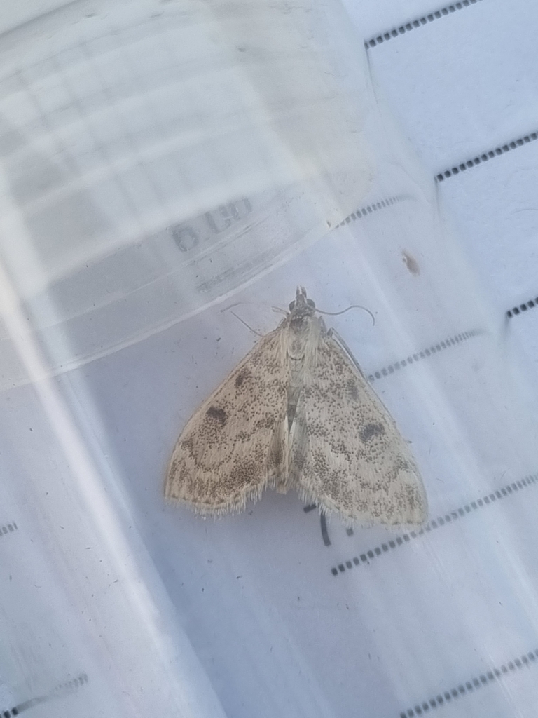 Fenland Pearl