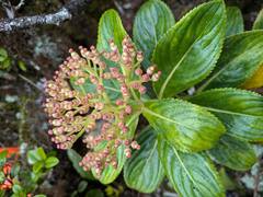 Hydrangea arguta, photograph Kevin Faccenda, CC BY, iNaturalist via GBIF