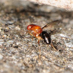 Mycetaulus costalis