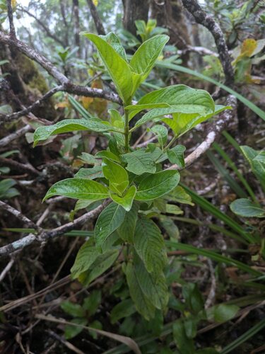 Coprosma kauensis observed 2025-06-18