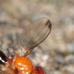 Mycetaulus costalis