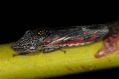 Homalodisca liturata