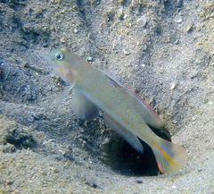 Spinecheek Goby photo 5