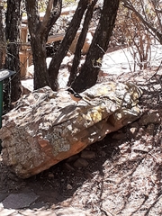 Laniarius ferrugineus