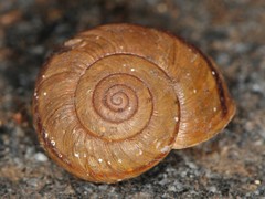 Helminthoglypta petricola