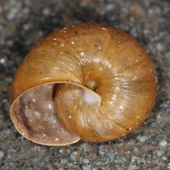 Helminthoglypta petricola