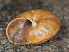 Helminthoglypta petricola