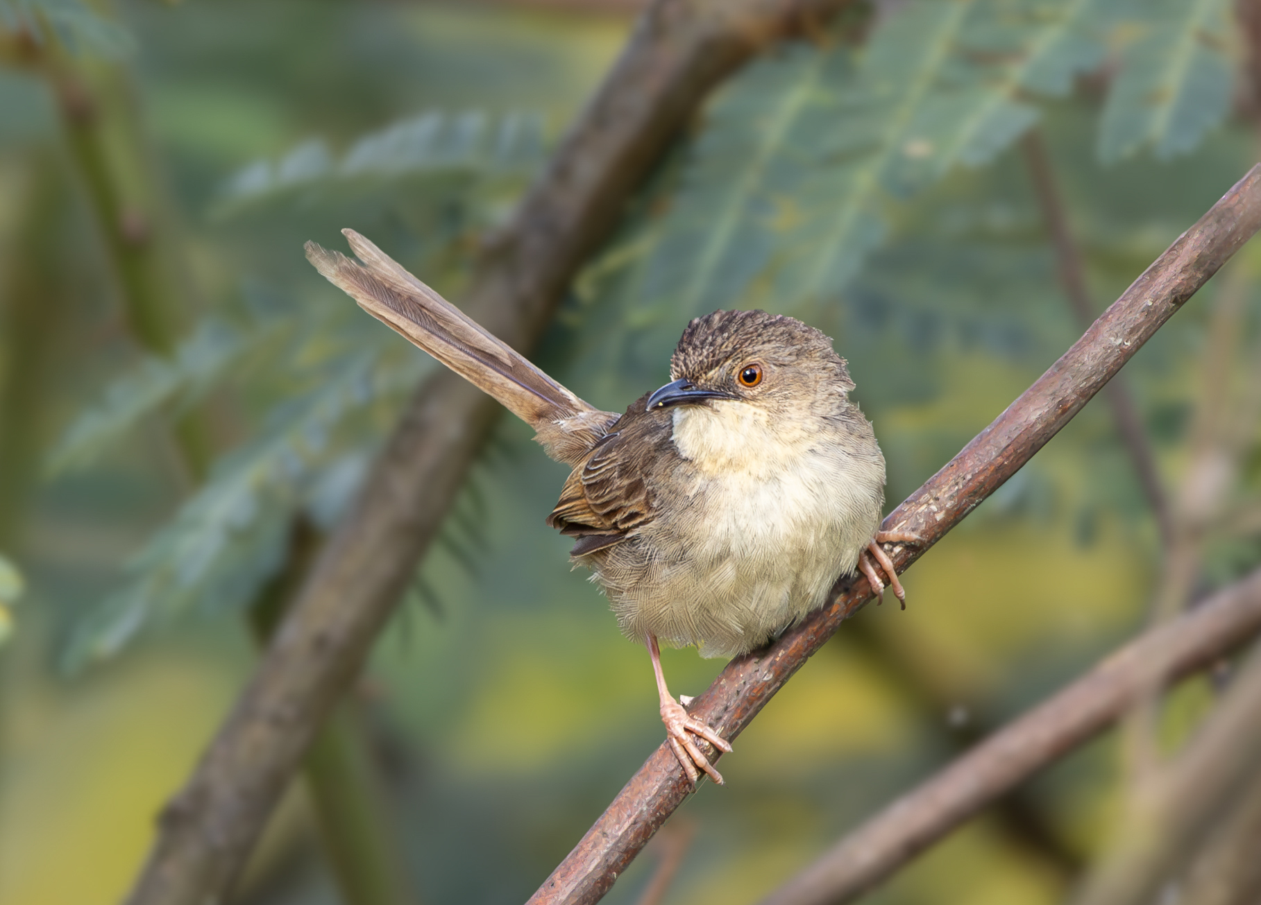 Annam Prinia illustration