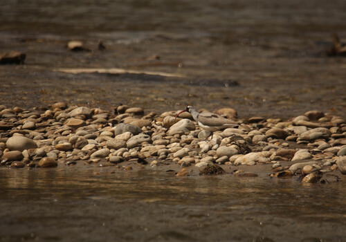 Ibisbill (Ibidorhyncha struthersii), photo 3