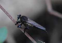 Promachus painteri