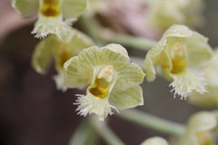 Clowesia warscewiczii