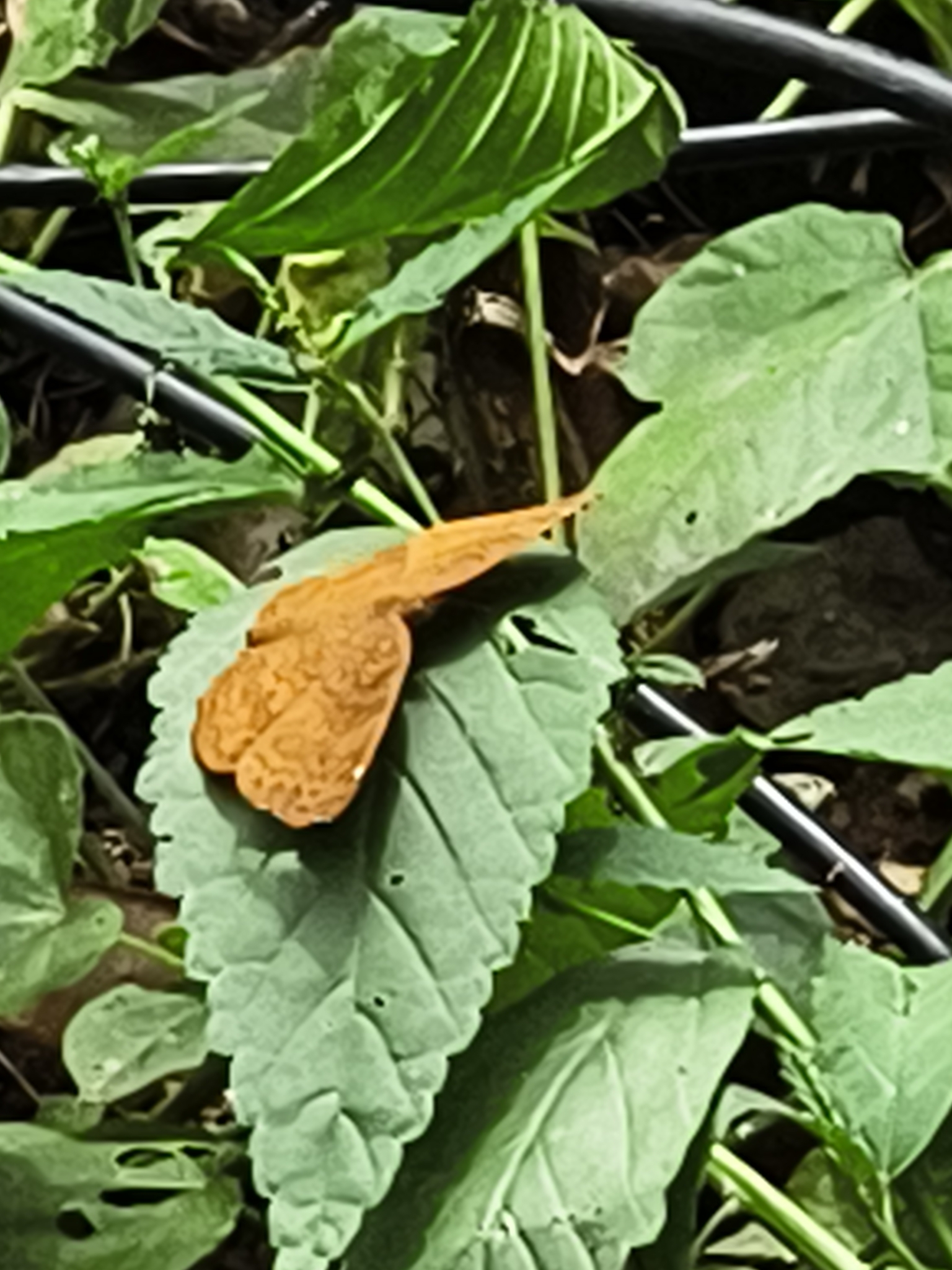 Common Castor