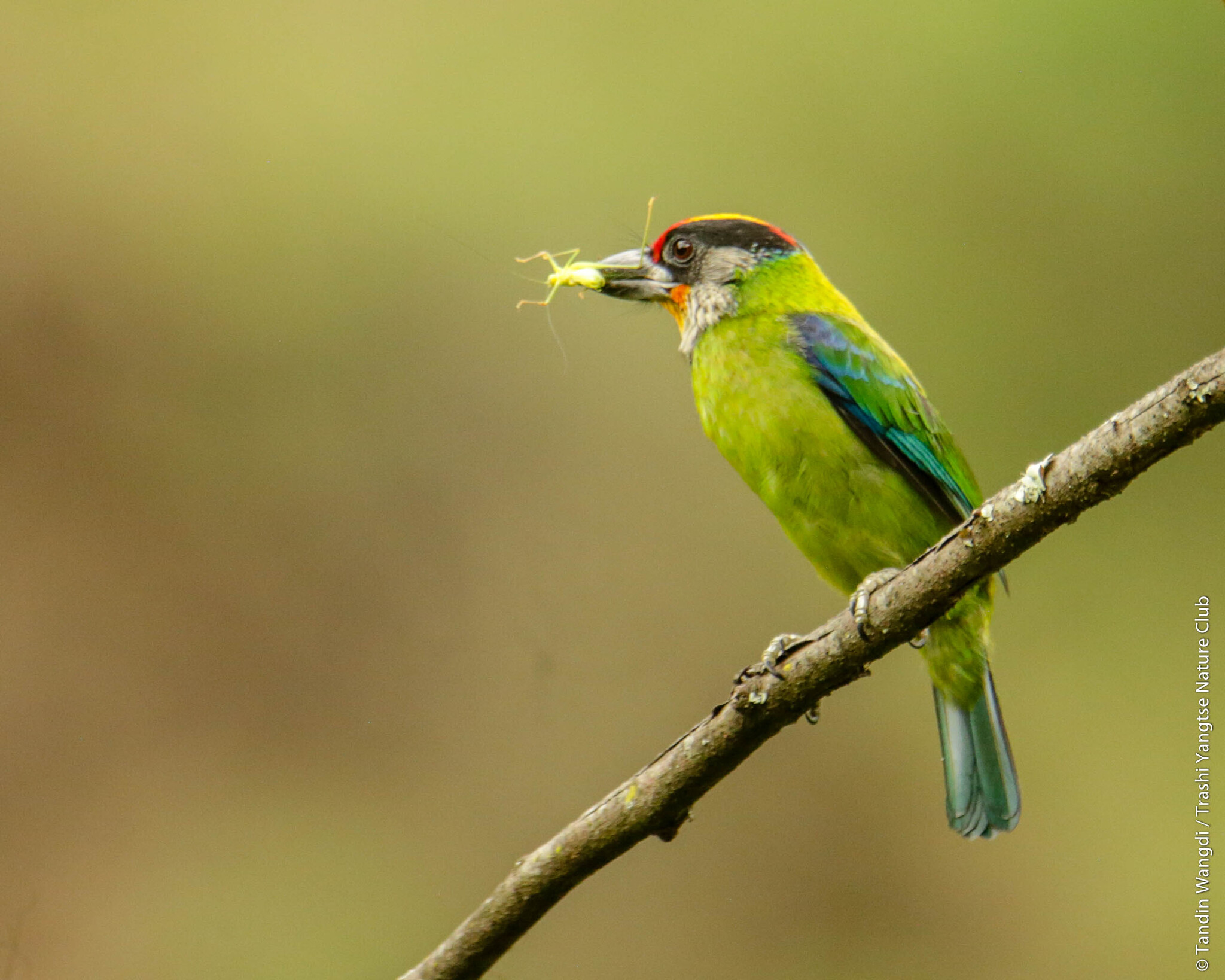 Golden-throated Barbet